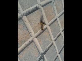 Deep Bee rectal with Final Cumshoot and his mummy catch them in the street!